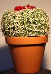 felt Cactus