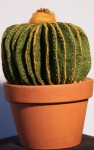felt Cactus